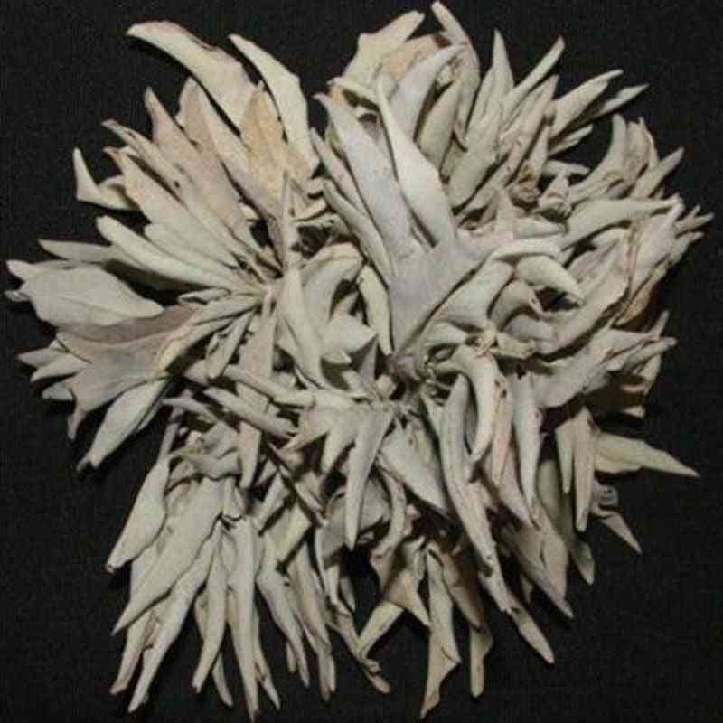200pc White Sage Salvia