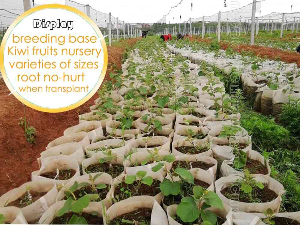 Piante da vivaio biodegradabili non tessute coltivano borse, vasi di piantine in tessuto ecologici