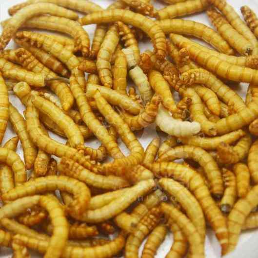 Lyofilizovaný múčny červ mravec krmivo výživné bielkoviny mravenisko dielňa domáce zviera škrečok, ryby, vták jedlo na desiatu