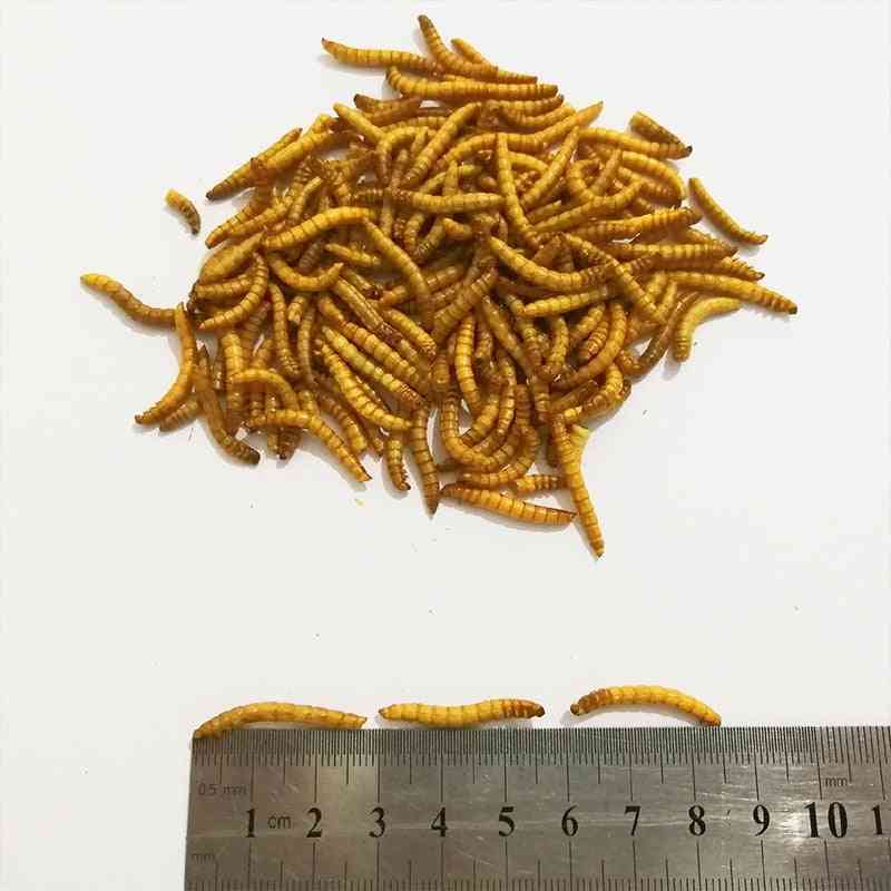 Lyofilizovaný múčny červ mravec krmivo výživné bielkoviny mravenisko dielňa domáce zviera škrečok, ryby, vták jedlo na desiatu