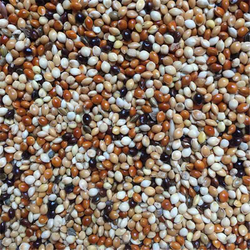 Recoltatoare de furnici alimente cereale seminte mixte ferma de furnici, furnici cuib aprovizionare