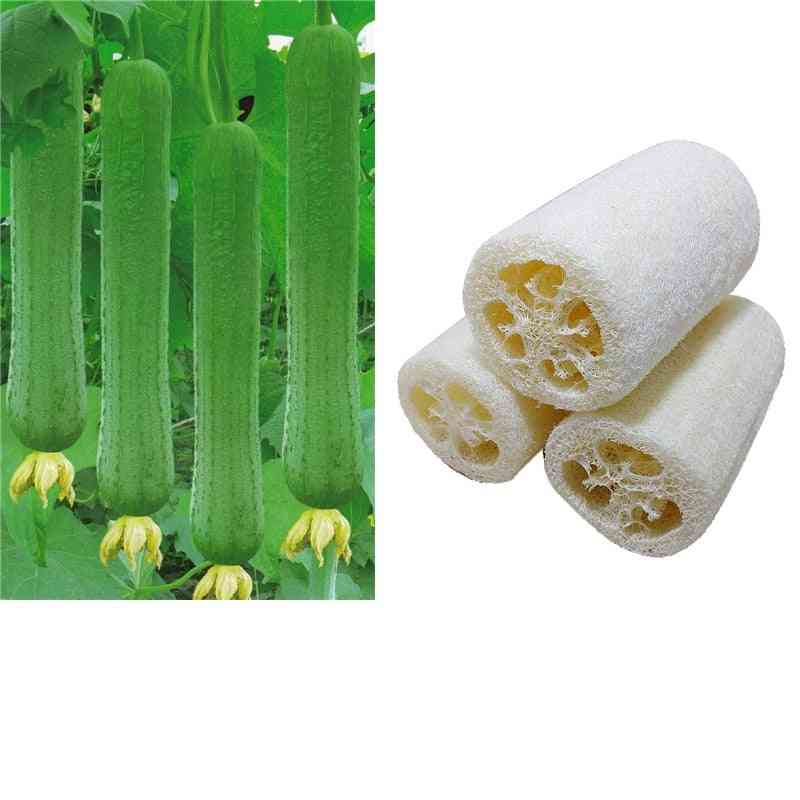 Household Natural Loofah-scrubber & Spa Massage Pad