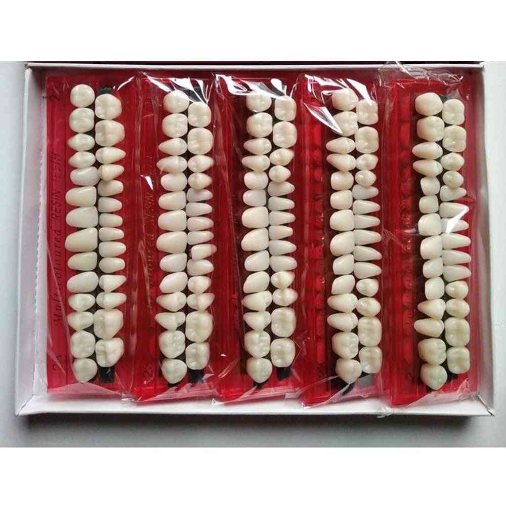 10sets Pro Dental Plastic Teeth Teaching Model - Dedicated Teeth Dental Material , Useful Teeth Care Tool