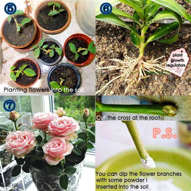 Iba Bonsai Plant Growth Root Medicinal Hormone Regulators Fertilizer
