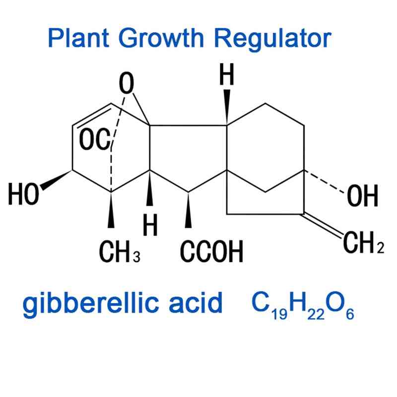 Koncentrat giberelinske kisline poveča rast rastlin gnojilo