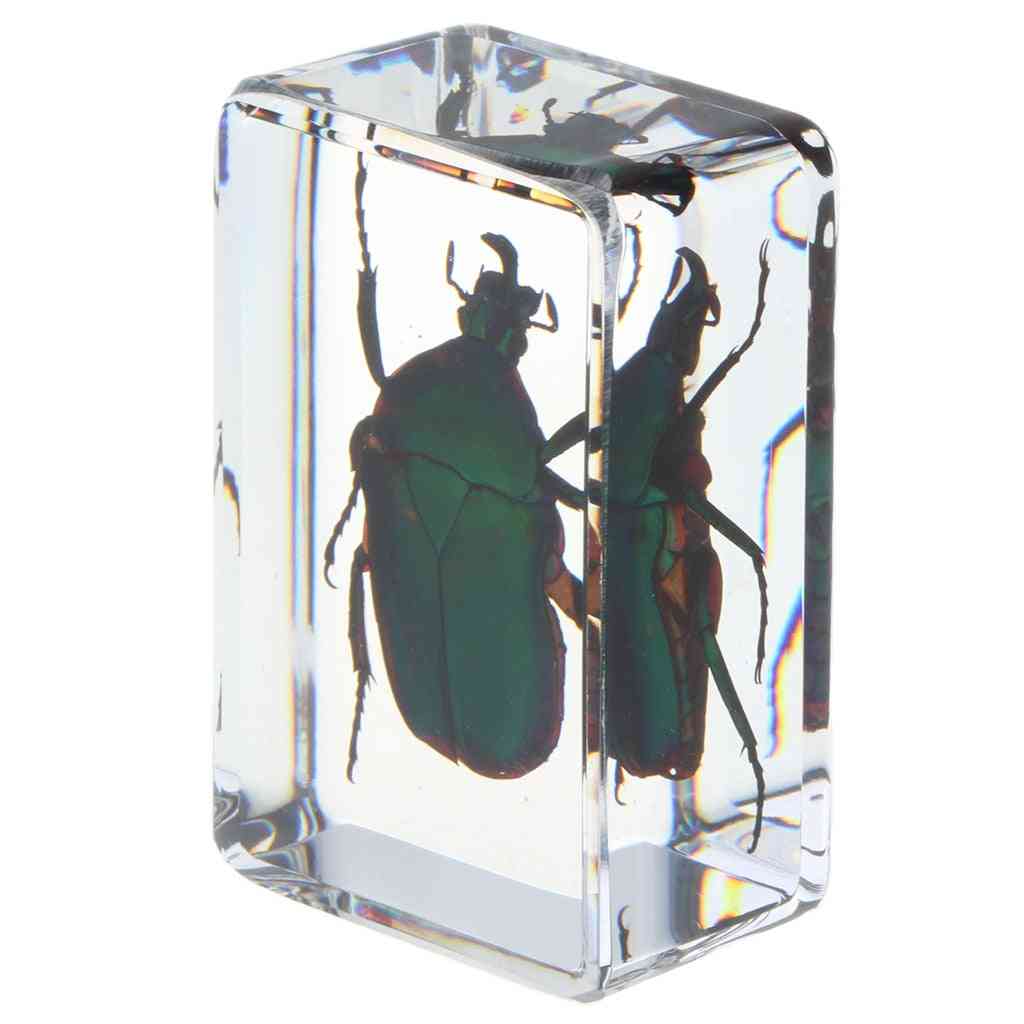 Real Insect Specimen School Educational Teaching Aids - Green Scarabaeus