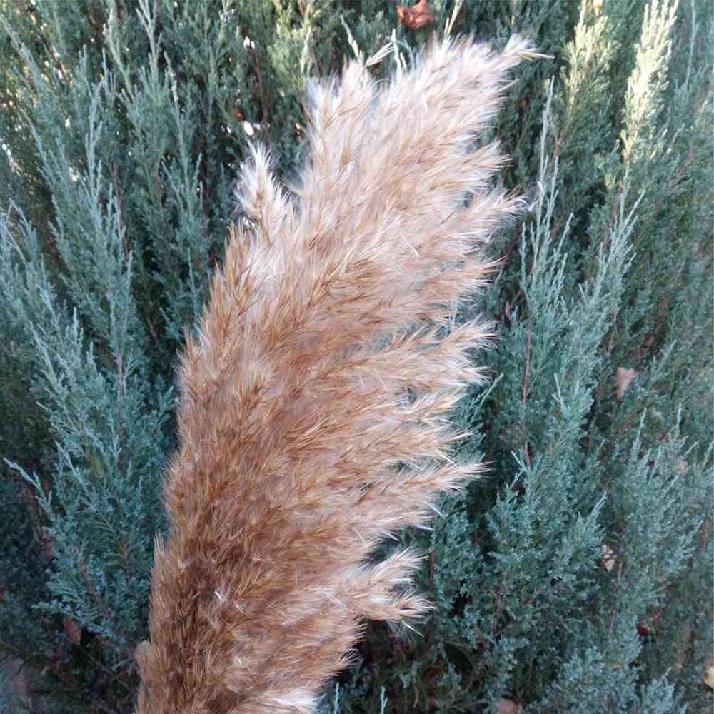 Dried Pampas Grass Decor Wedding Flower Bunch Natural Plants For Home