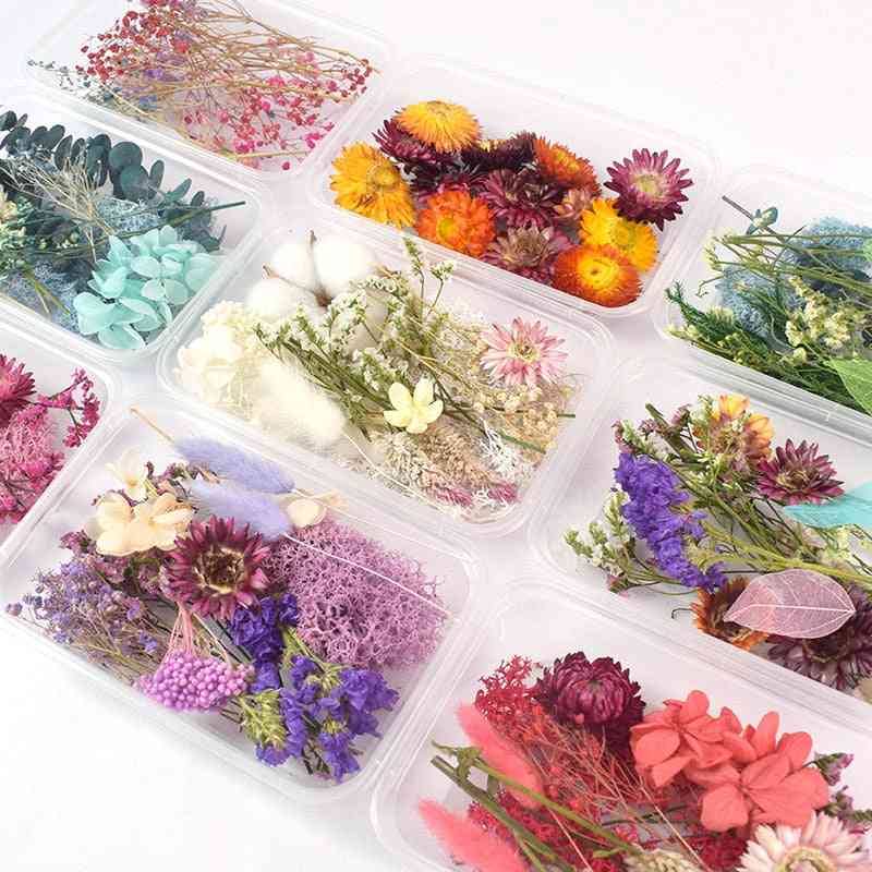 Real Dried Flower Dry Plants For Aromatherapy, Necklace Jewelry Making