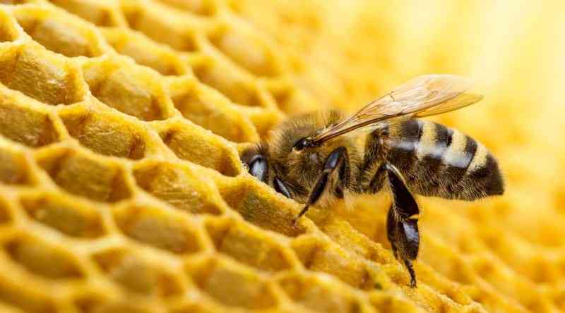 Beemax megavit- oral cozelti, multiwitamina miodna pszczoła