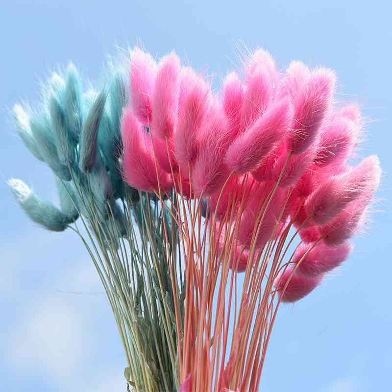 Natural Dried, Rabbit Tail, Grass Bunch, Colorful Flower Bouquet