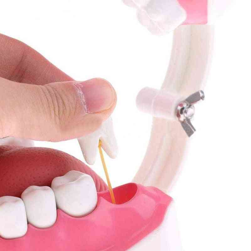 модел зъби и четка за зъби с висококачествен модел на обучение (бял)