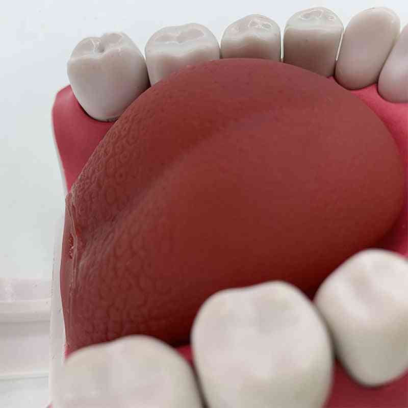 Tænder model og tandbørste med undervisningsmodel af høj kvalitet (hvid)