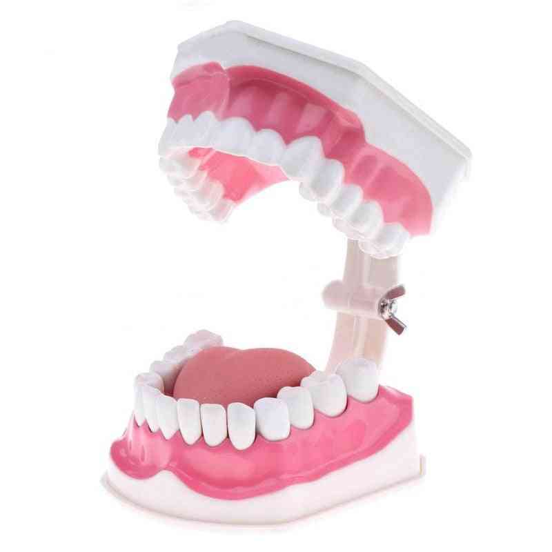 Tænder model og tandbørste med undervisningsmodel af høj kvalitet (hvid)