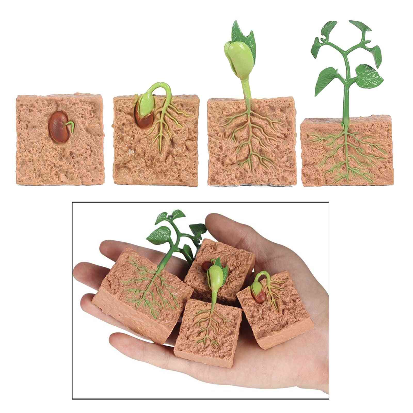 Plant Seeds, Growth Life Cycle, Playset Cognitive, Kids For Teaching Aids