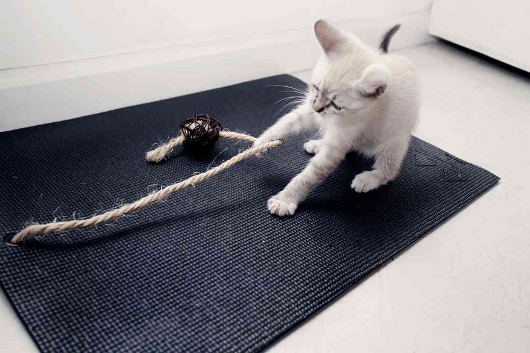 Estera felina del gato del yoga del yogui - negro