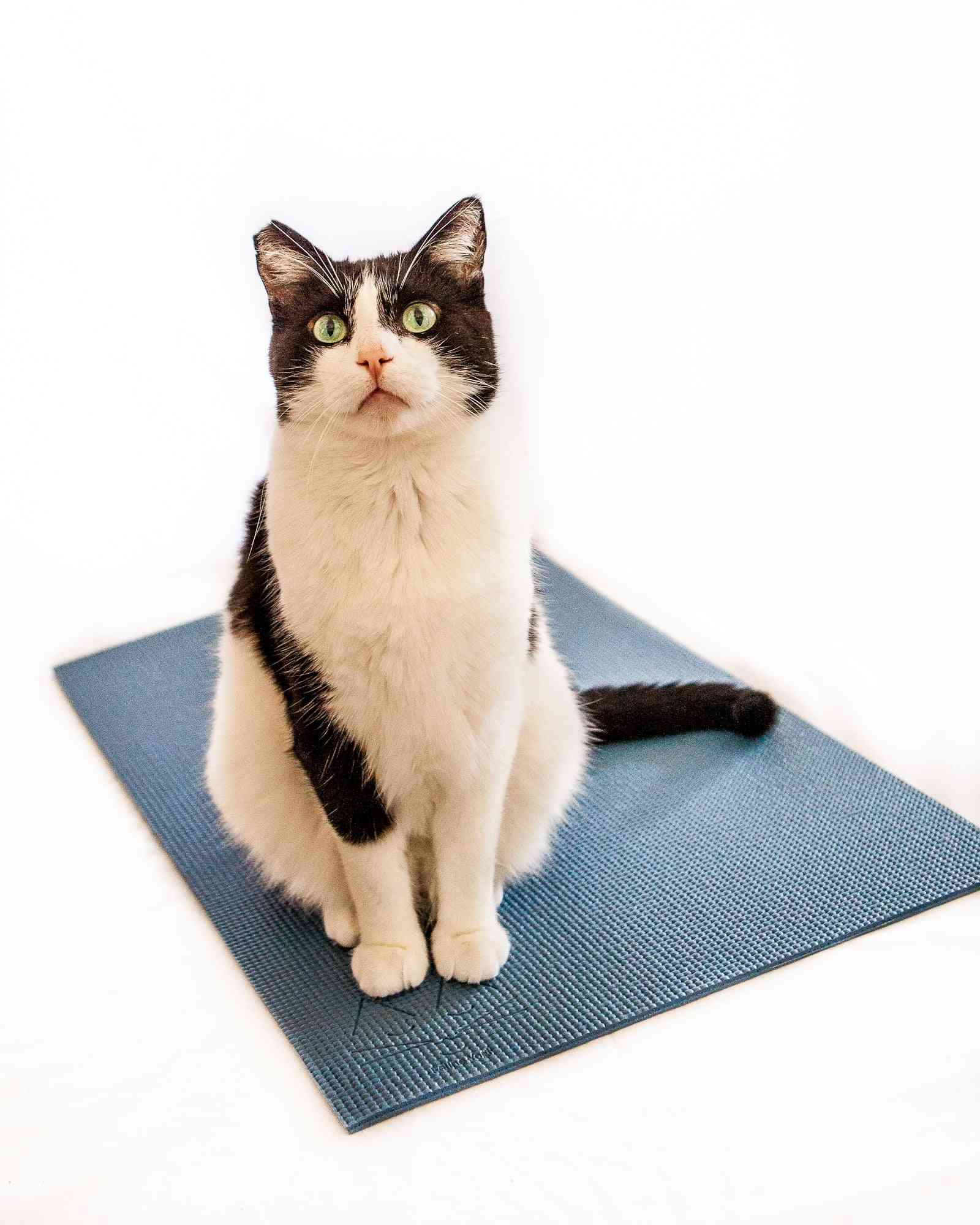 Feline Yogi Cat Mat