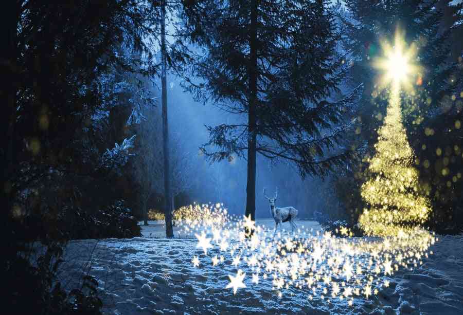 Christmas Backgrounds For Photography ( Set 3)