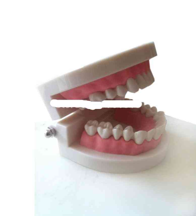 Lääketieteellinen opetusväline hampaiden malli hammasmalli
