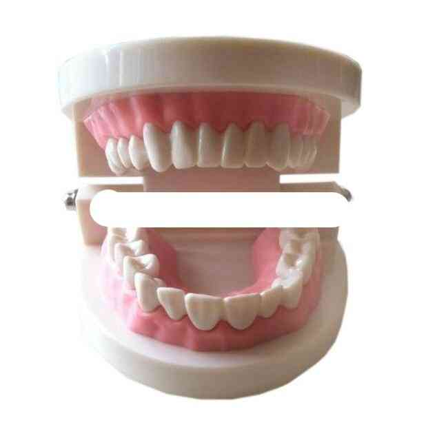 Medicinsk undervisningsverktyg tänder modell tandvård modell