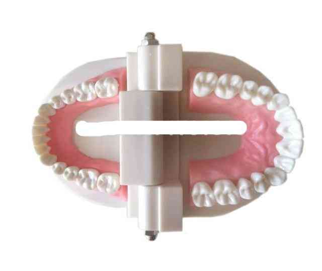 Medical Teaching Tool Teeth Model Dental Model