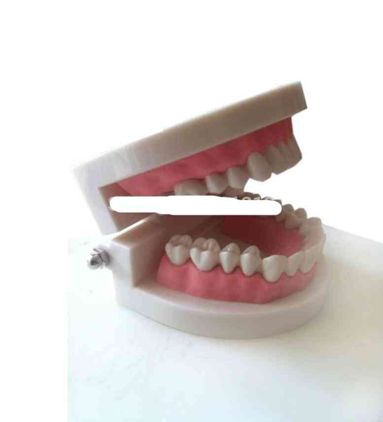 Medicinsk undervisningsværktøj tænder model tandmodel