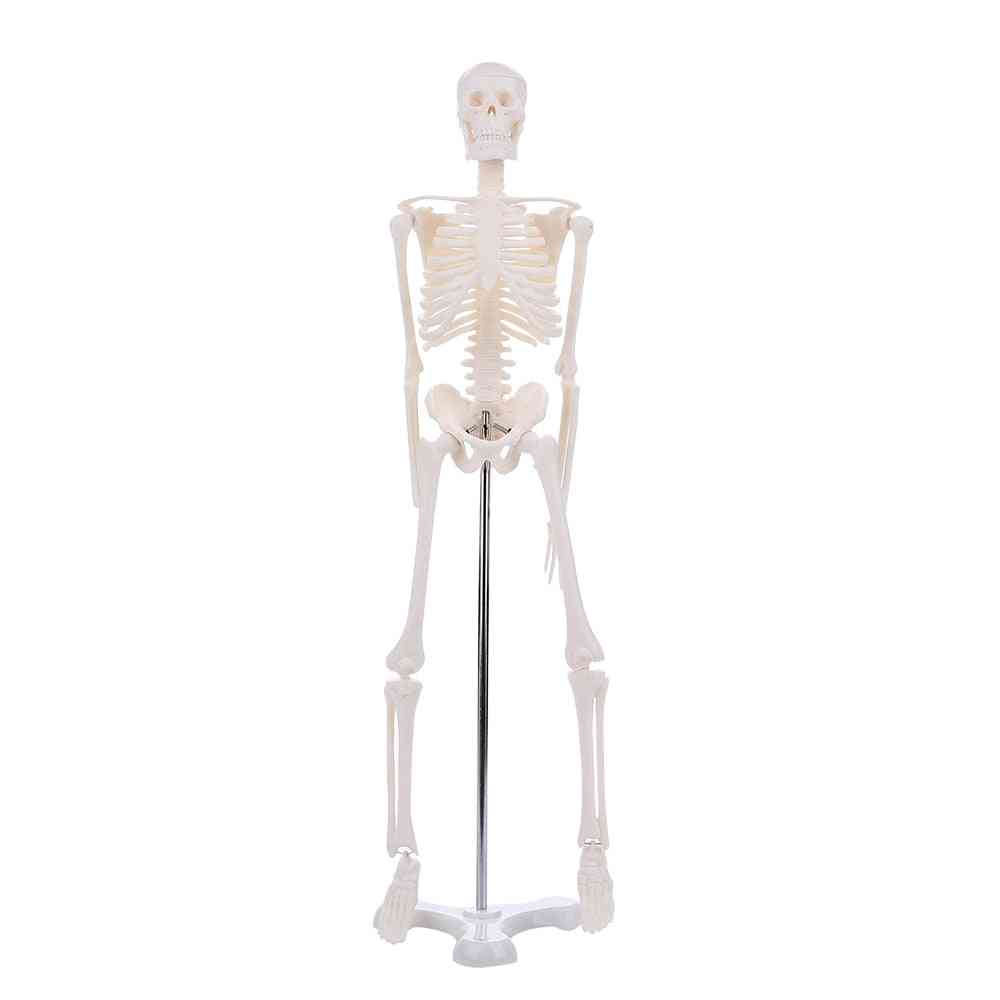 45 cm -es emberi anatómiai anatómia csontváz modell nagykereskedelmi kiskereskedelmi plakát tanulási segédanyag anatómia emberi csontváz modell