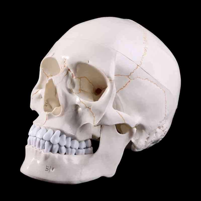 Livsstils mänsklig skalle modell anatomisk anatomi medicinsk undervisning skelett