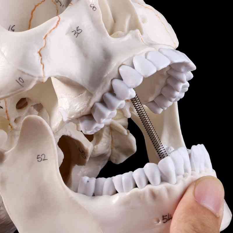 Livsstils mänsklig skalle modell anatomisk anatomi medicinsk undervisning skelett