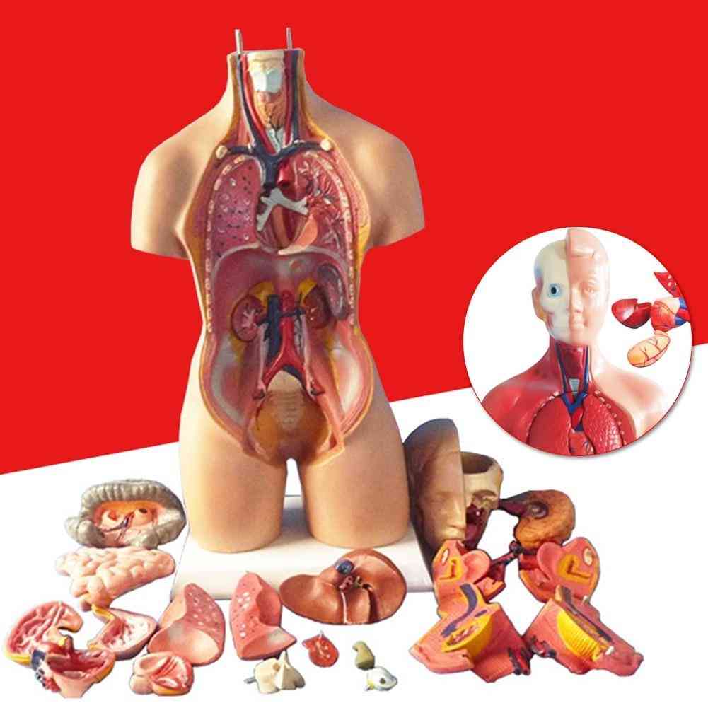 4d- Anatomical Assembly, Human Organs Model For Teaching Education