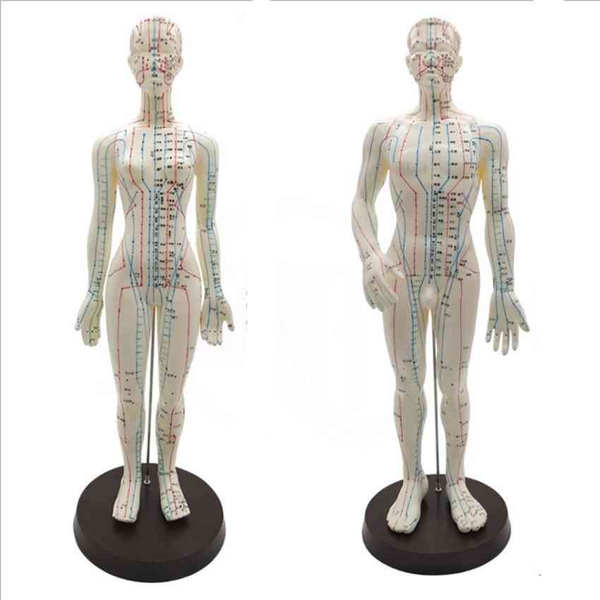 Chinese Points & Base Body- Acupuncture Model