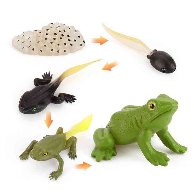 Early Childhood Education Supplies- Simulation Animal Life Cycle Toy Set