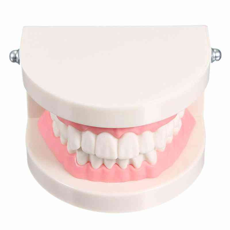 Pro tandläkare studie undervisning vita tänder modell