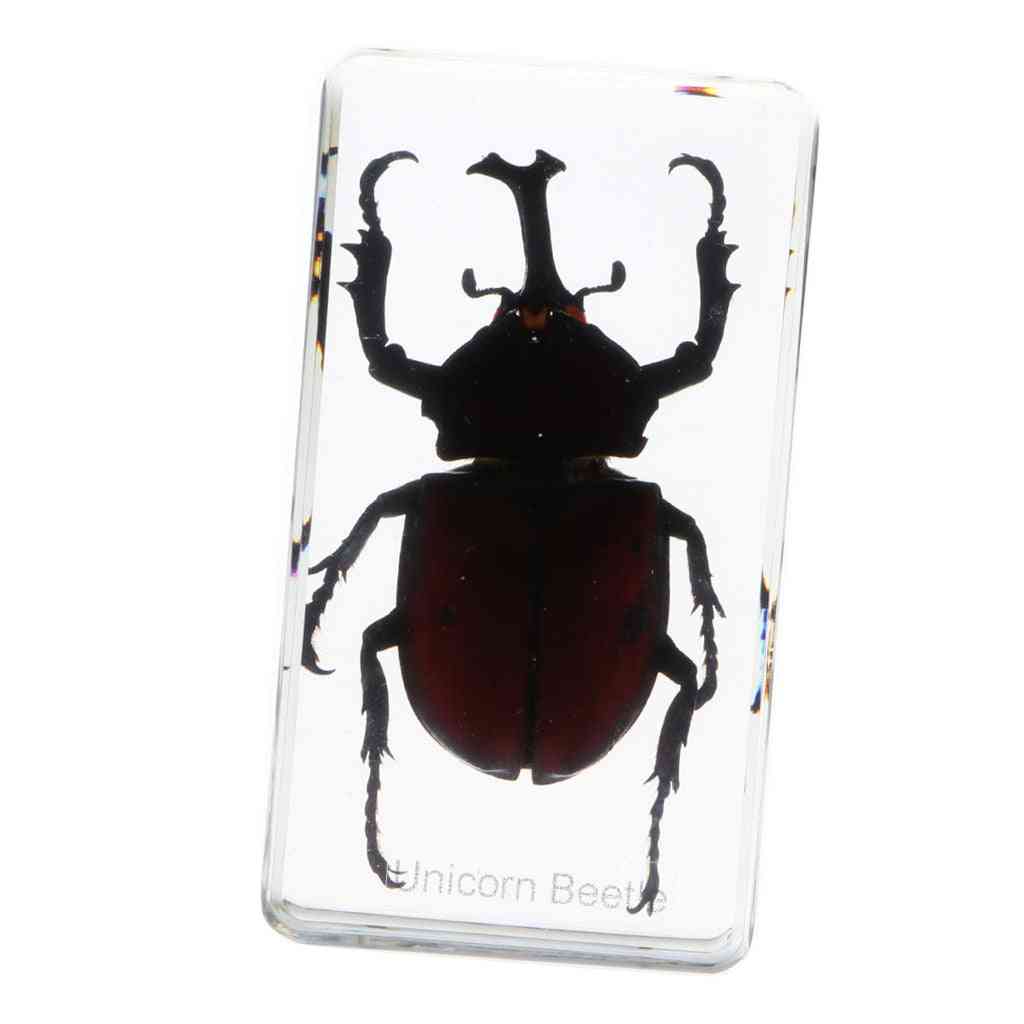 Insect In Resin Specimen Toy, Paperweight