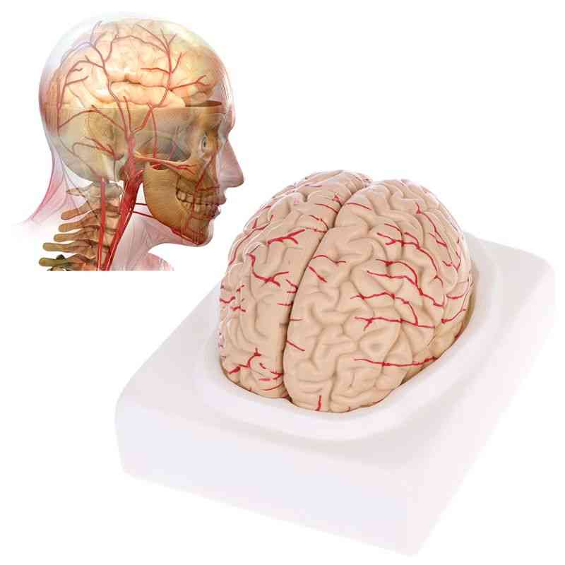 Disassembled Anatomical Human Brain Model, Anatomy Medical Teaching Tool