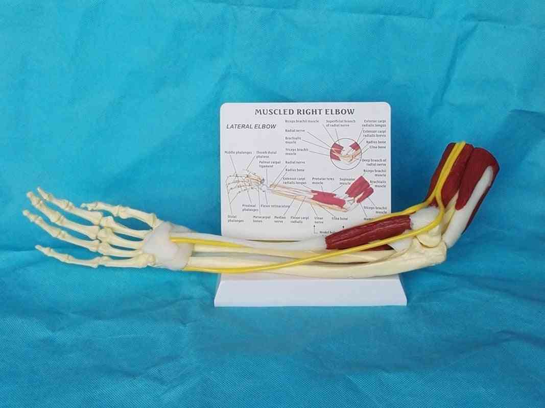 Coude droit du muscle humain, bras adulte du bras et de la main osseux du membre supérieur, science médicale, fournitures scolaires