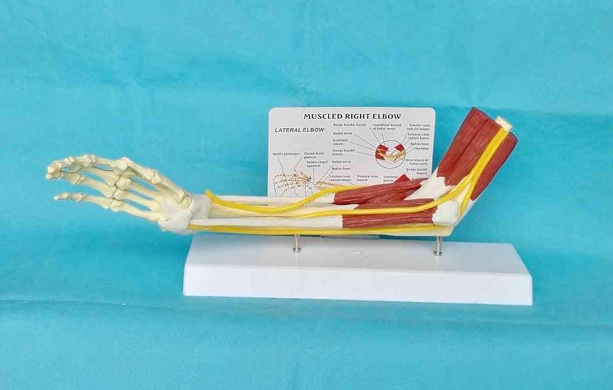 Human Muscle Right Elbow, Adult Arm Of Upper Limb Bone And Hand, Medical Science, School Teaching Supplies