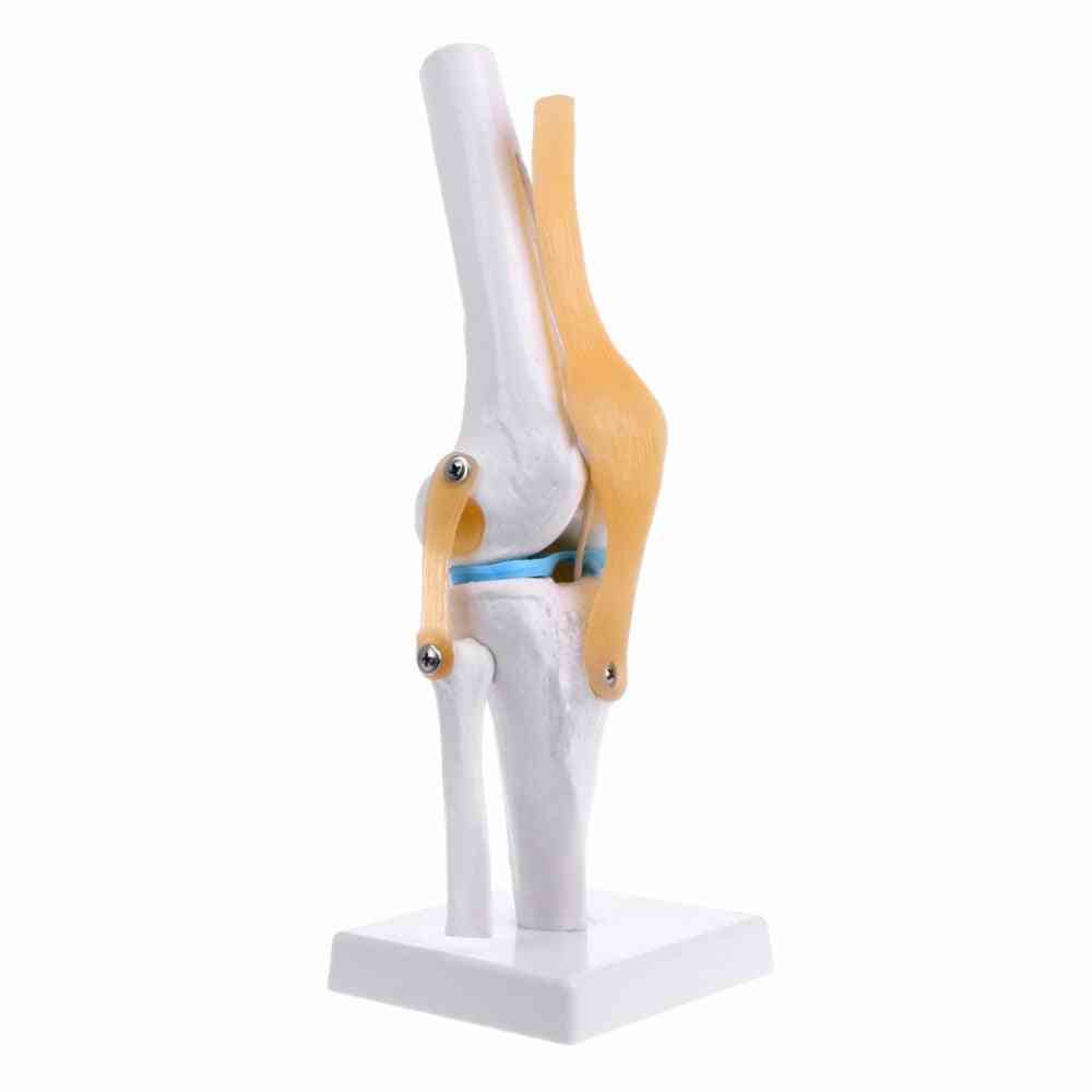Human Anatomical Knee Joint, Flexible Skeleton Model, Medical Learning Aid Anatomy