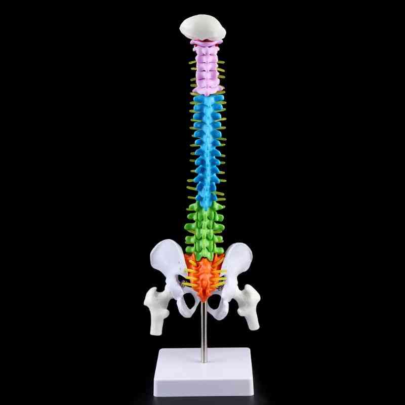 Removable Human Spine Model, Column Vertebral Lumbar Curve, Anatomical Medical Teaching Tool