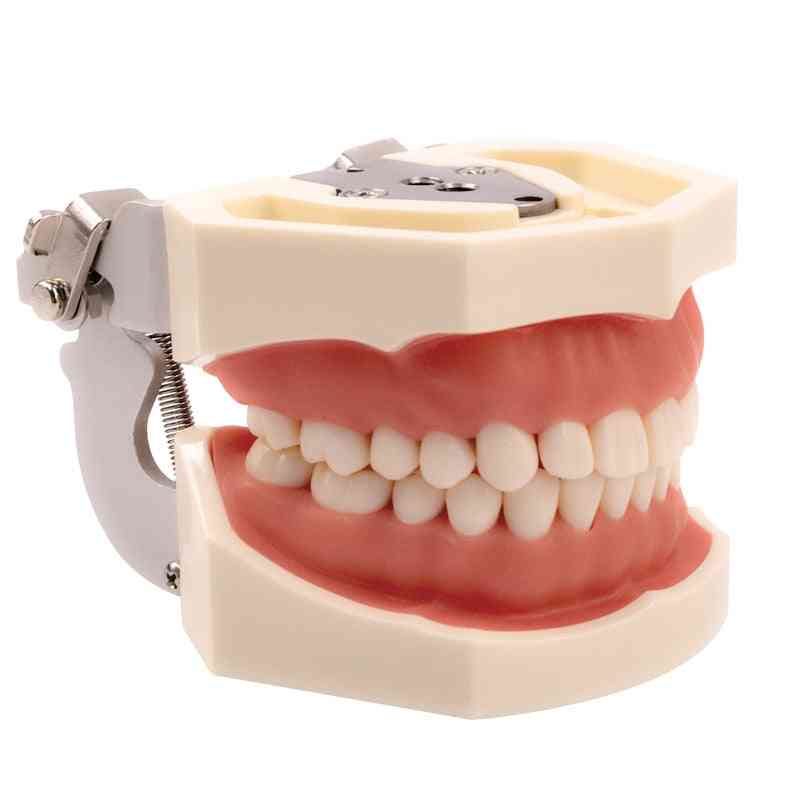 Tenner modell tannkjøtt & undervisning modell standard dental typodont modell