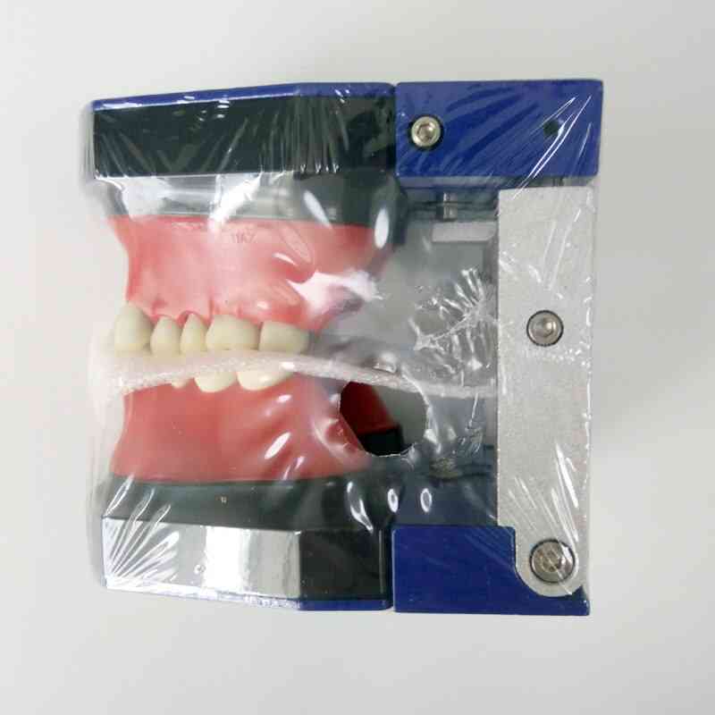 Dental Orthodontic Practice Tooth Model