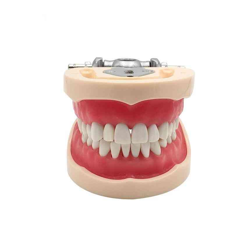 Dental Model Standard Model Of Bionic Teeth