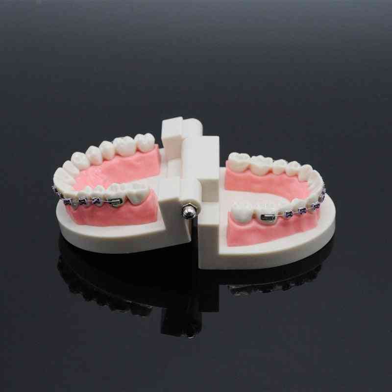 Dentistry Lab Teach Study Standard Typodont Demonstration Teeth Model With Bracket