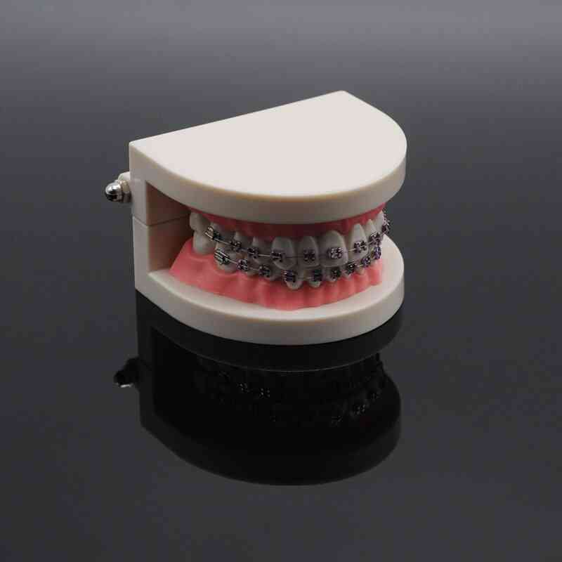 Tandvårdslaboratorium undervisa studie standard typodont demonstration tänder modell med fäste